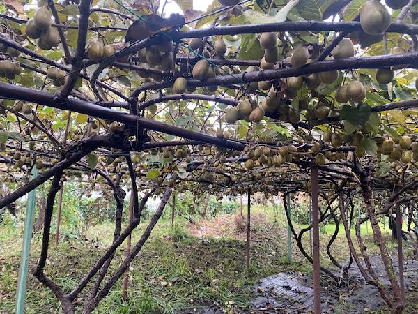 HIMECS LADY  懇親会